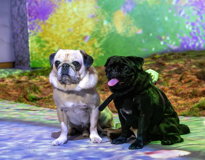 take your dogs to the naked flowers exhibit this weekend