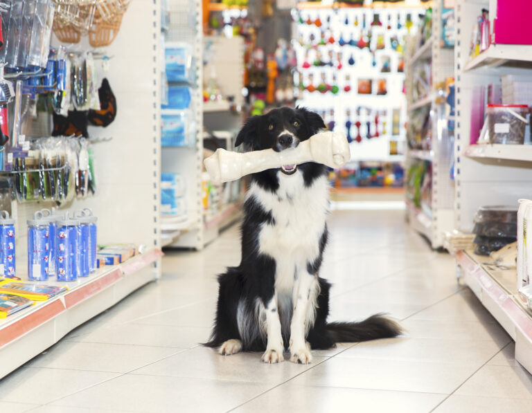 Pet Supply Stores Pet Shops Hong Kong Family Life